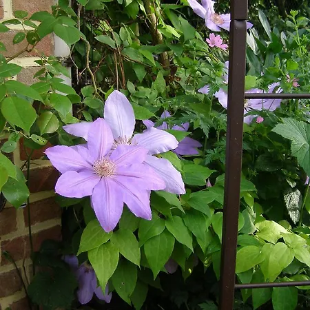 Des Hortillonnages Camon (Picardy)