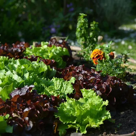 Hébergement de vacances Des Hortillonnages